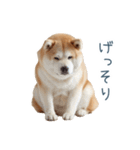 リアクション実写柴犬【連絡用・日常会話】（個別スタンプ：26）
