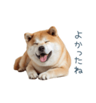 リアクション実写柴犬【連絡用・日常会話】（個別スタンプ：27）