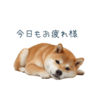 リアクション実写柴犬【連絡用・日常会話】（個別スタンプ：28）