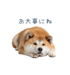 リアクション実写柴犬【連絡用・日常会話】（個別スタンプ：29）