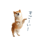 リアクション実写柴犬【連絡用・日常会話】（個別スタンプ：30）