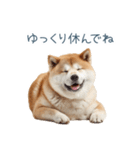 リアクション実写柴犬【連絡用・日常会話】（個別スタンプ：31）