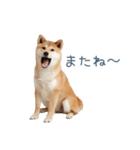 リアクション実写柴犬【連絡用・日常会話】（個別スタンプ：32）