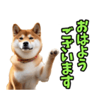 ずっと使える☆柴犬（個別スタンプ：1）