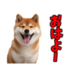ずっと使える☆柴犬（個別スタンプ：2）