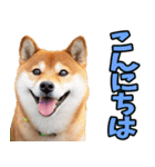 ずっと使える☆柴犬（個別スタンプ：3）