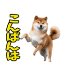ずっと使える☆柴犬（個別スタンプ：4）
