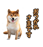 ずっと使える☆柴犬（個別スタンプ：5）