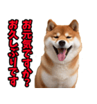ずっと使える☆柴犬（個別スタンプ：6）