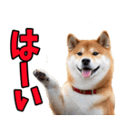 ずっと使える☆柴犬（個別スタンプ：9）