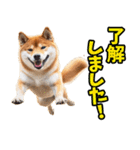 ずっと使える☆柴犬（個別スタンプ：10）