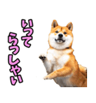 ずっと使える☆柴犬（個別スタンプ：12）