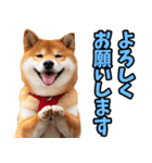 ずっと使える☆柴犬（個別スタンプ：13）