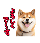 ずっと使える☆柴犬（個別スタンプ：14）