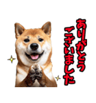 ずっと使える☆柴犬（個別スタンプ：15）