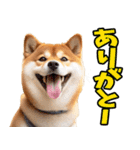 ずっと使える☆柴犬（個別スタンプ：16）