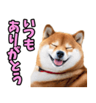 ずっと使える☆柴犬（個別スタンプ：17）