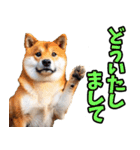 ずっと使える☆柴犬（個別スタンプ：18）