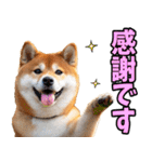 ずっと使える☆柴犬（個別スタンプ：19）