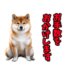 ずっと使える☆柴犬（個別スタンプ：20）