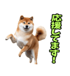 ずっと使える☆柴犬（個別スタンプ：21）