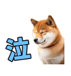 ずっと使える☆柴犬（個別スタンプ：22）