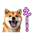 ずっと使える☆柴犬（個別スタンプ：23）