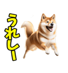 ずっと使える☆柴犬（個別スタンプ：24）