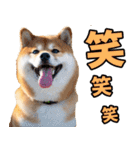 ずっと使える☆柴犬（個別スタンプ：25）