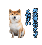 ずっと使える☆柴犬（個別スタンプ：26）