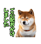 ずっと使える☆柴犬（個別スタンプ：27）