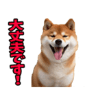 ずっと使える☆柴犬（個別スタンプ：28）
