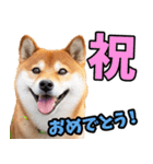 ずっと使える☆柴犬（個別スタンプ：29）