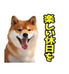 ずっと使える☆柴犬（個別スタンプ：30）
