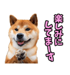 ずっと使える☆柴犬（個別スタンプ：31）