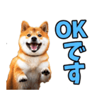 ずっと使える☆柴犬（個別スタンプ：32）