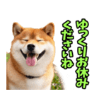 ずっと使える☆柴犬（個別スタンプ：33）