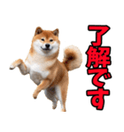 ずっと使える☆柴犬（個別スタンプ：34）