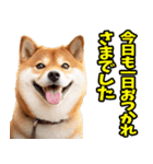 ずっと使える☆柴犬（個別スタンプ：35）
