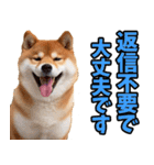 ずっと使える☆柴犬（個別スタンプ：36）