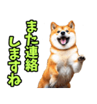 ずっと使える☆柴犬（個別スタンプ：37）