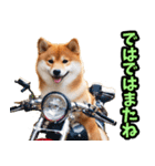 ずっと使える☆柴犬（個別スタンプ：39）