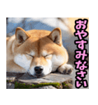 ずっと使える☆柴犬（個別スタンプ：40）
