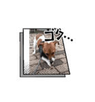 レオ 動くスタンプ（個別スタンプ：3）