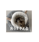 うちのばむしゅた（個別スタンプ：1）