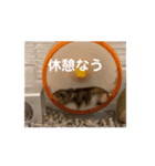 うちのばむしゅた（個別スタンプ：4）