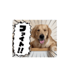 ゴールデンレトリバーのもかⅡ（個別スタンプ：3）