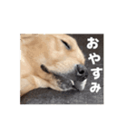 ゴールデンレトリバーのもかⅡ（個別スタンプ：8）