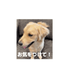ゴールデンレトリバーのもかⅡ（個別スタンプ：9）
