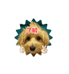 まるぷーらん（個別スタンプ：3）